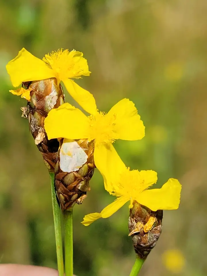 Kral's Yellow-Eyed Grass (Xyris longisepala)