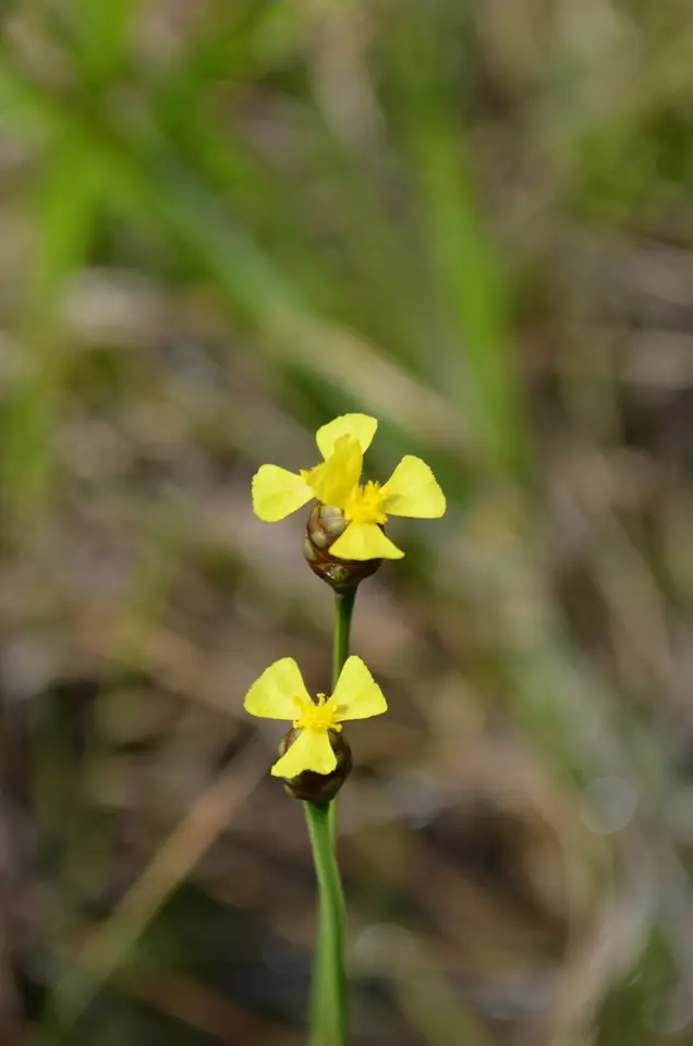Louisiana Yellow-Eyed Grass (Xyris louisianica)