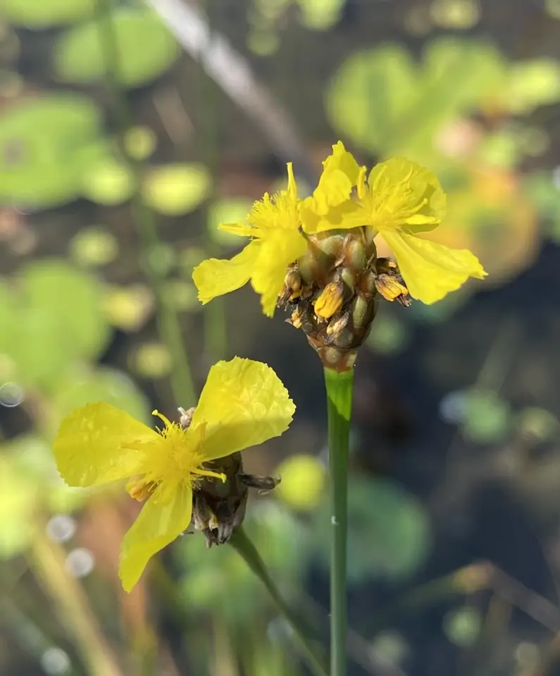 St. Marks Yellow-Eyed Grass (Xyris panacea)