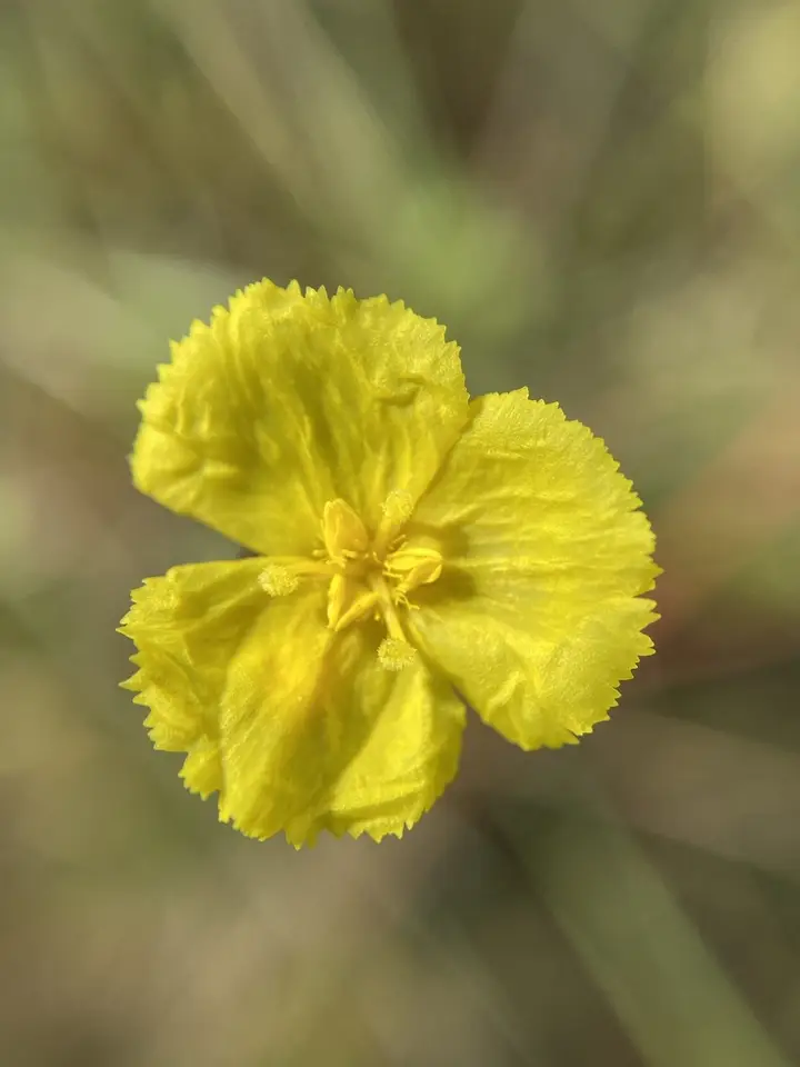Roughleaf Yellow-Eyed Grass (Xyris scabrifolia)