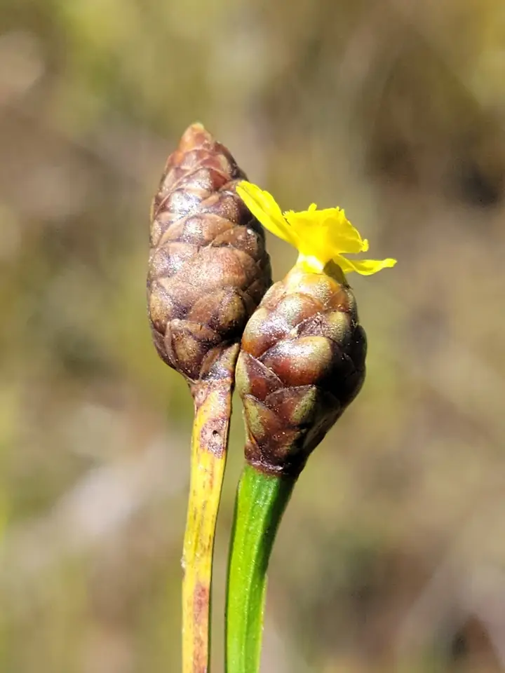 Acidswamp Yellow-Eyed Grass (Xyris serotina)