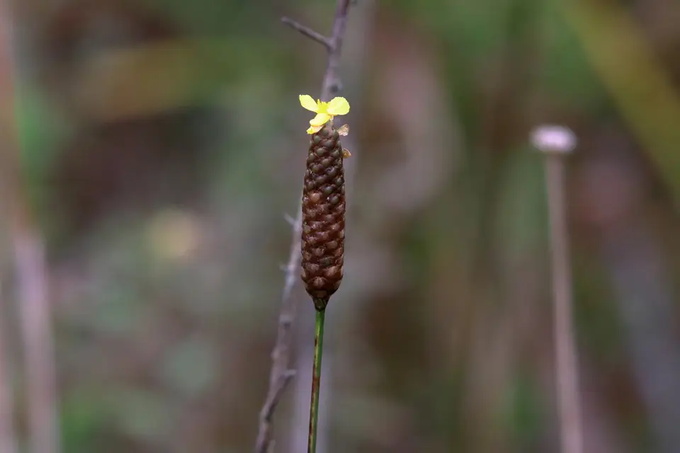 Pineland Yellow-Eyed Grass (Xyris stricta)