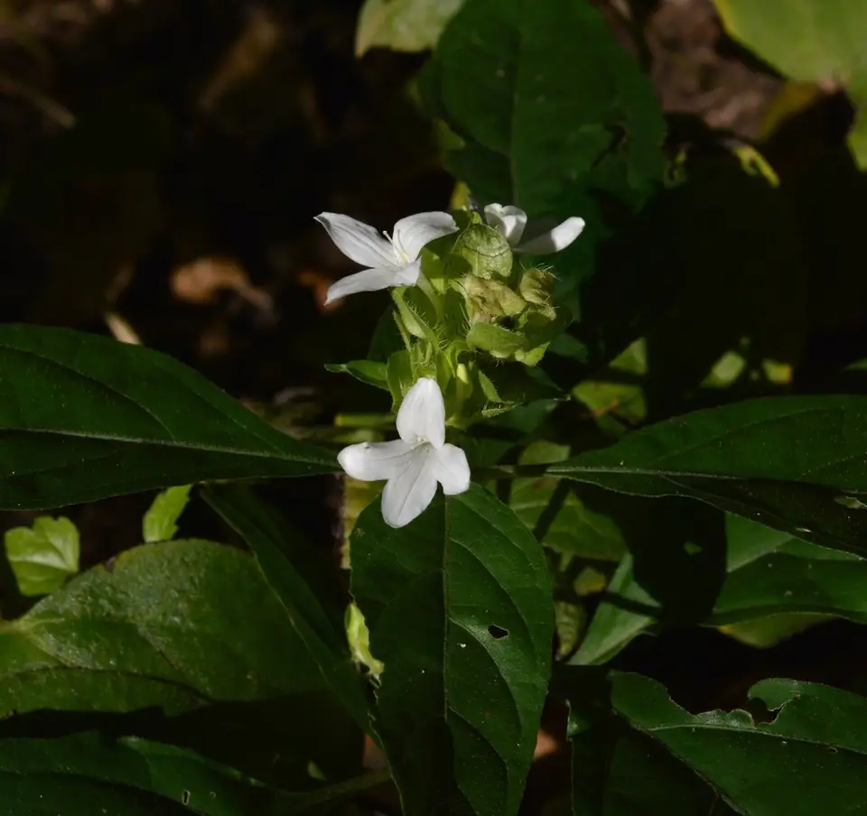 Green-Flowered Yeatesia (Yeatesia viridiflora)