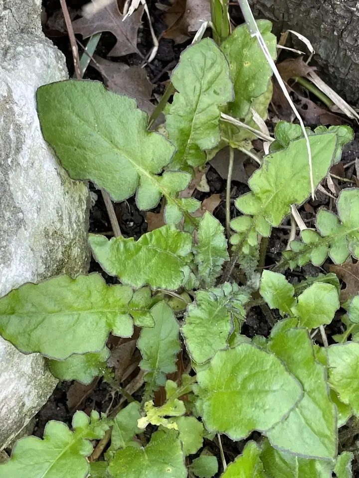 Oriental False Hawksbeard (Youngia japonica)
