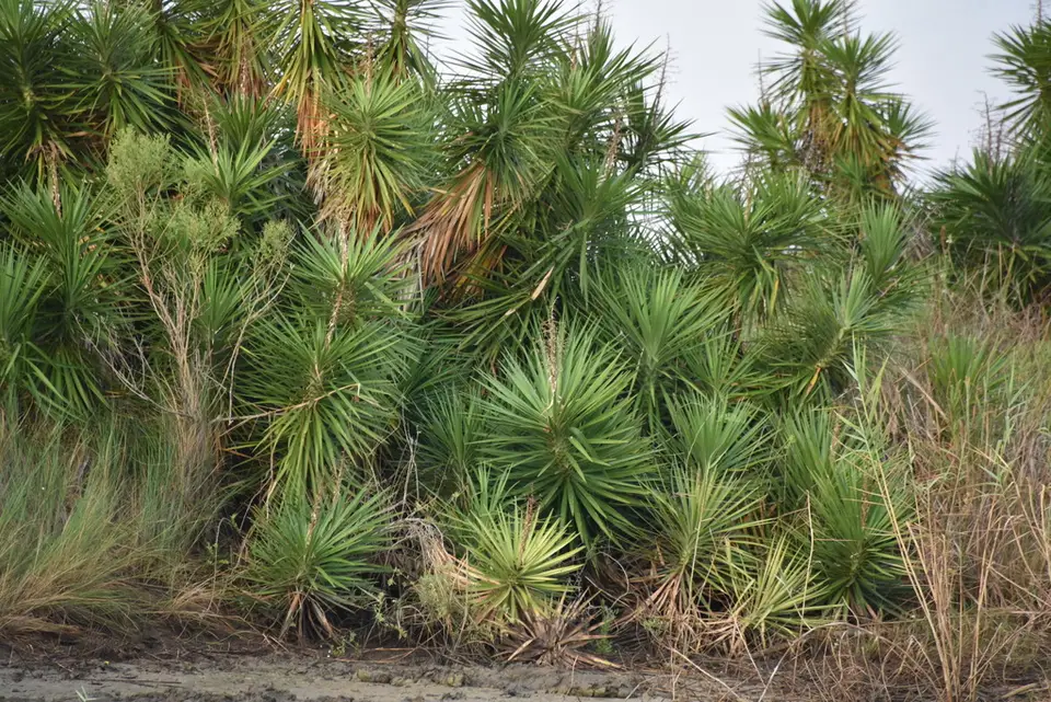 Aloe Yucca (Yucca aloifolia)