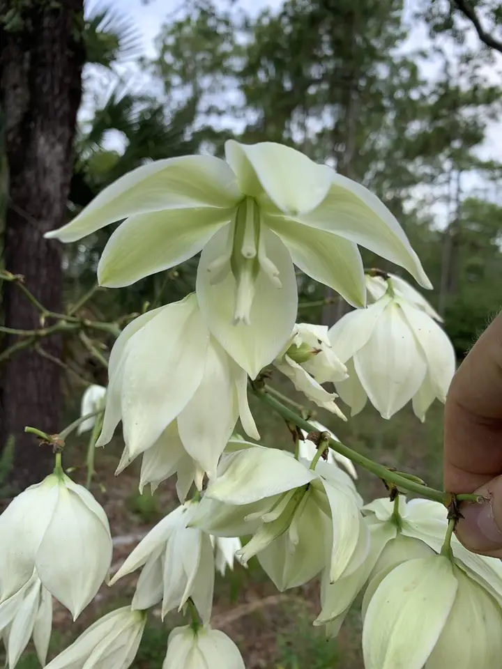 Common Yucca (Yucca filamentosa)