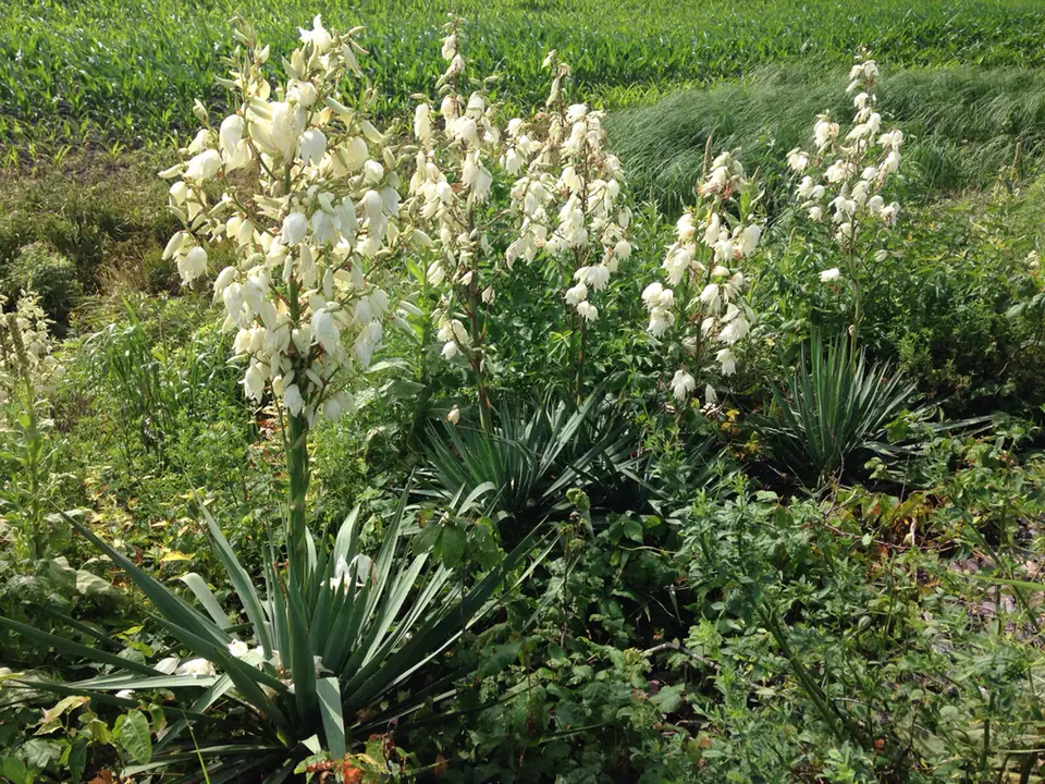 Weak-Leaf Yucca (Yucca flaccida)