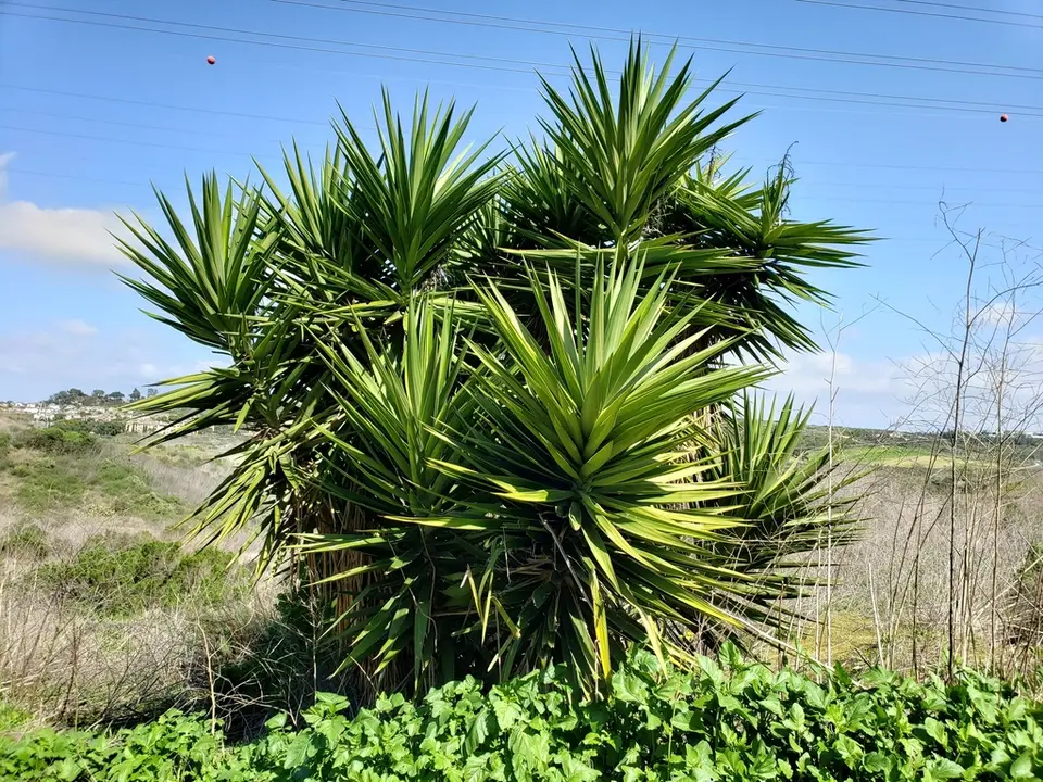 Spineless Yucca (Yucca gigantea)