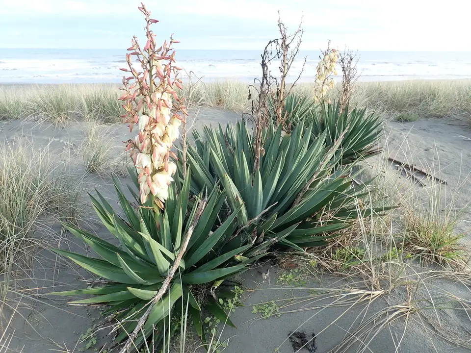 Moundlily Yucca (Yucca gloriosa)