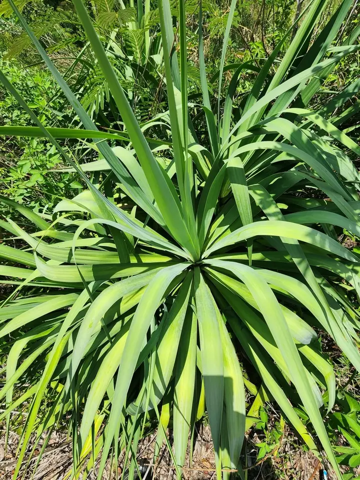 Curve-Leaf Yucca (Yucca recurvifolia)