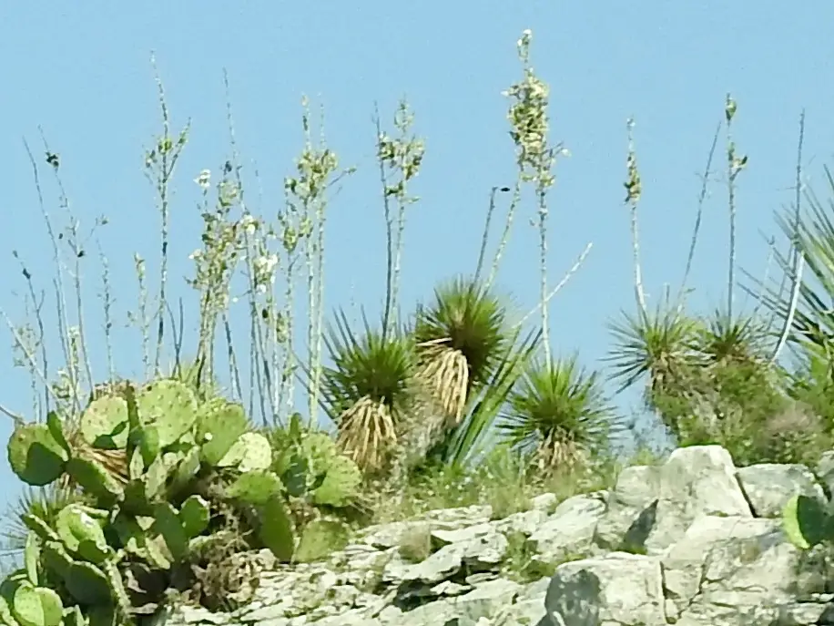 Thompson's Yucca (Yucca thompsoniana)