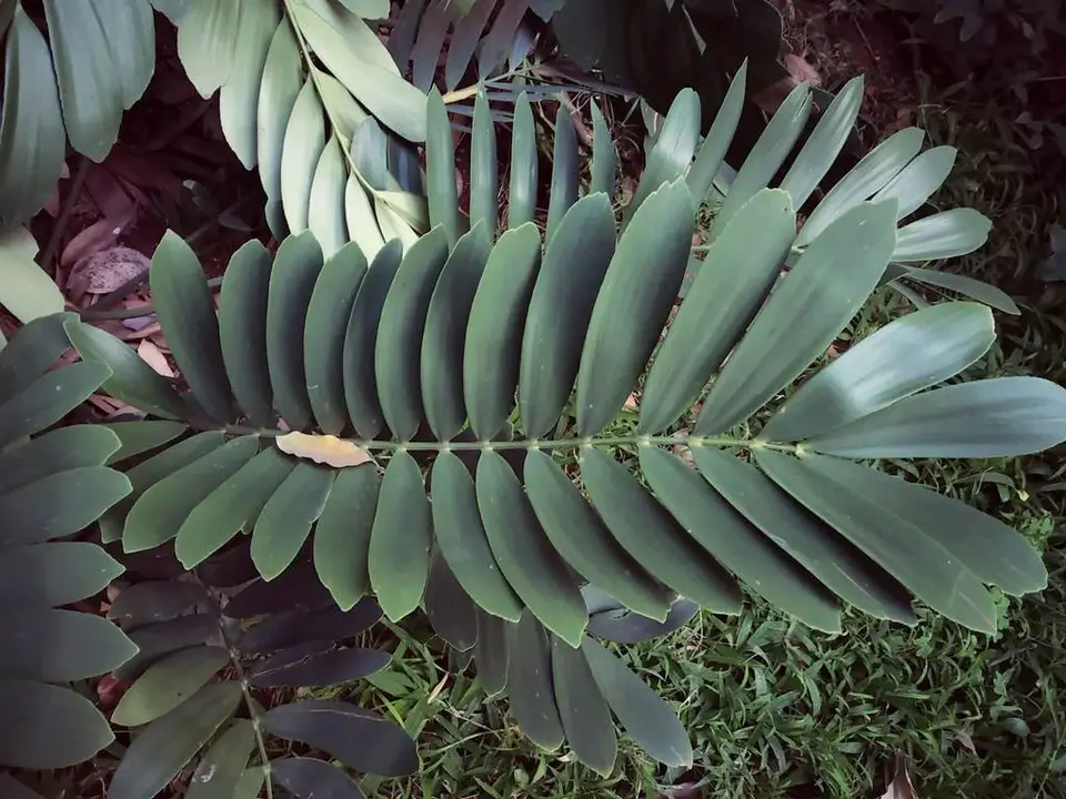Cardboard Cycad (Zamia furfuracea)