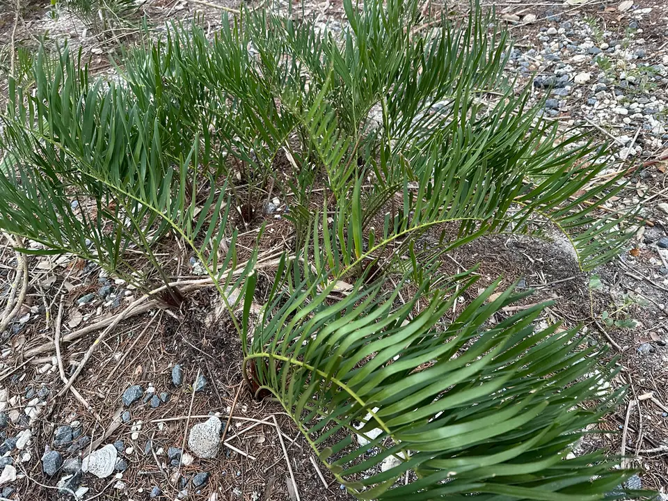 Coontie (Zamia integrifolia)