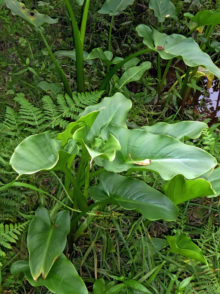 Calla Lily (Zantedeschia aethiopica)