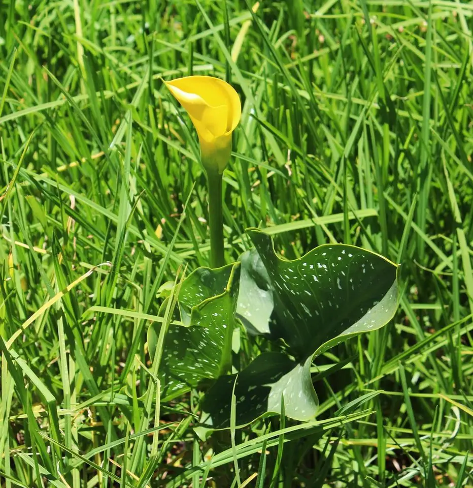 Spotted Calla Lily (Zantedeschia albomaculata)