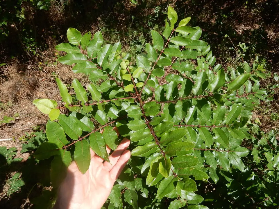 Hercules' Club (Zanthoxylum clava-herculis)