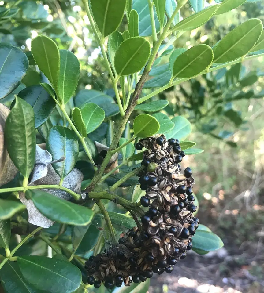 Biscayne Prickly-Ash (Zanthoxylum coriaceum)
