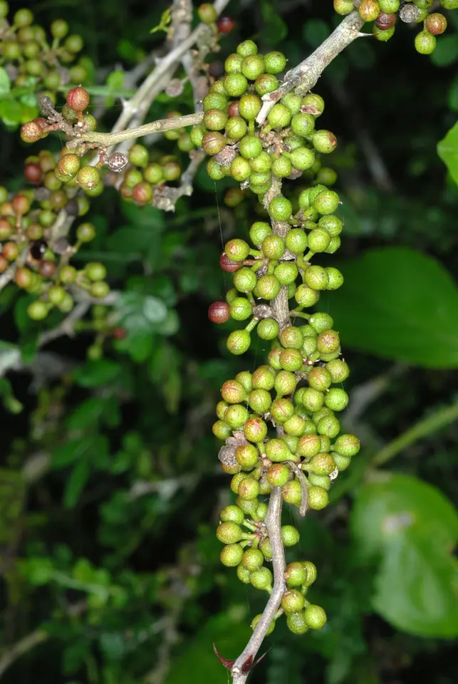 Wild Lime (Zanthoxylum fagara)
