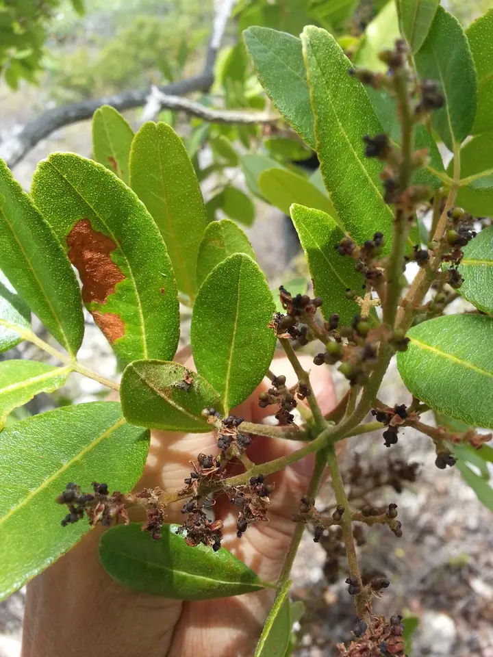 West Indian Satinwood (Zanthoxylum flavum)