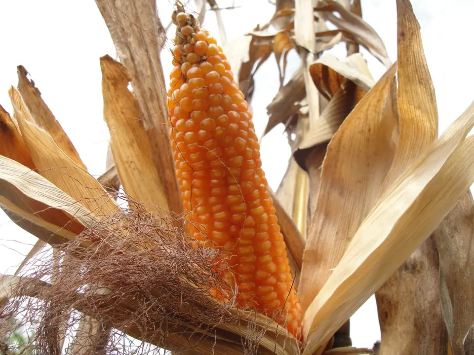 Corn (Zea mays)