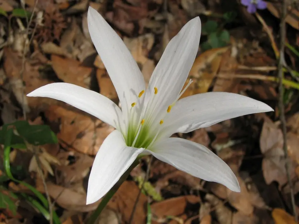 Atamasco Lily (Zephyranthes atamasco)