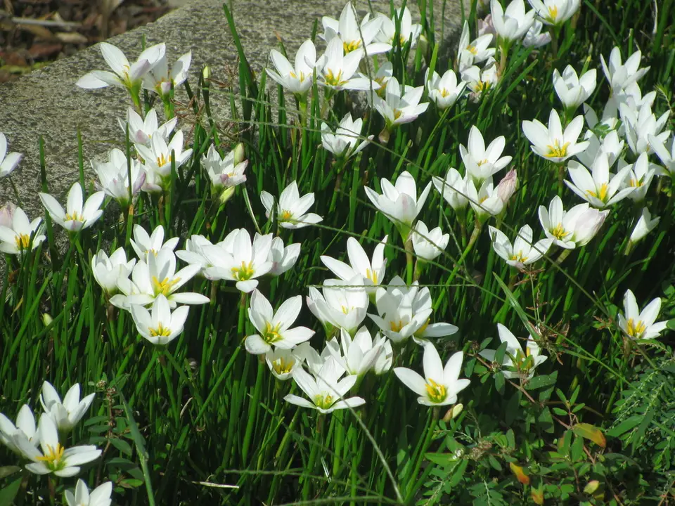 White Rain-Lily (Zephyranthes candida)