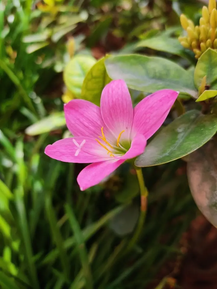 Rose Pink Zephyr Lily (Zephyranthes carinata)
