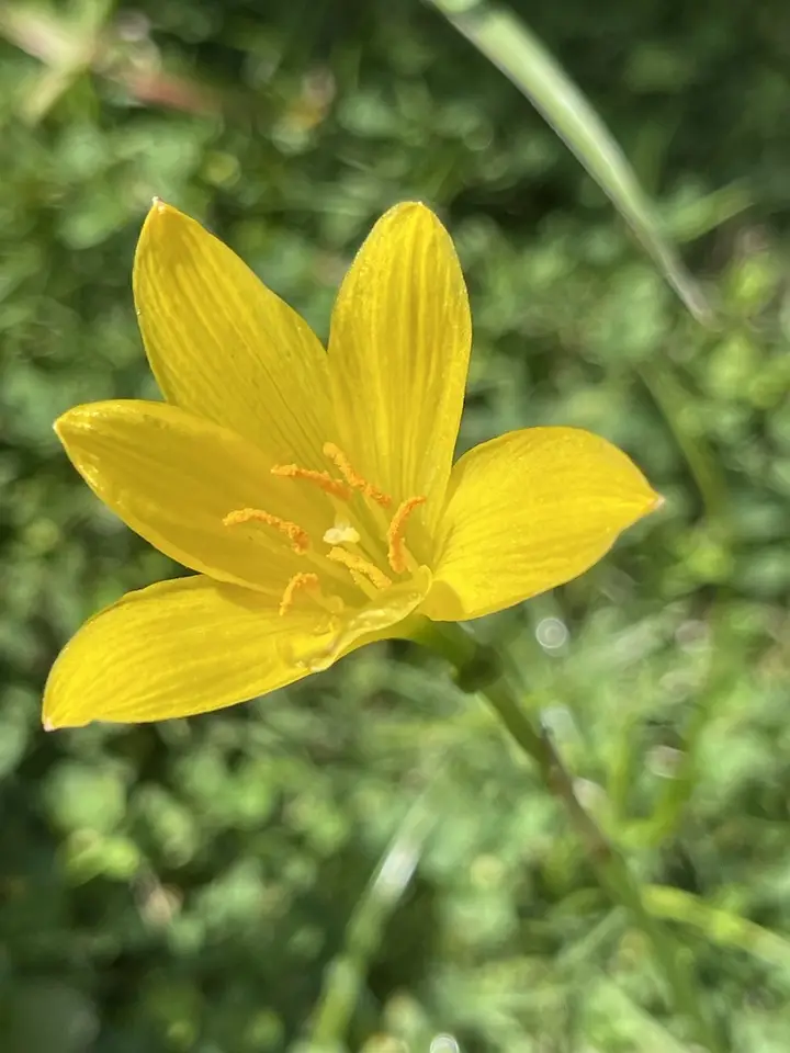 Citron Zephyrlily (Zephyranthes citrina)