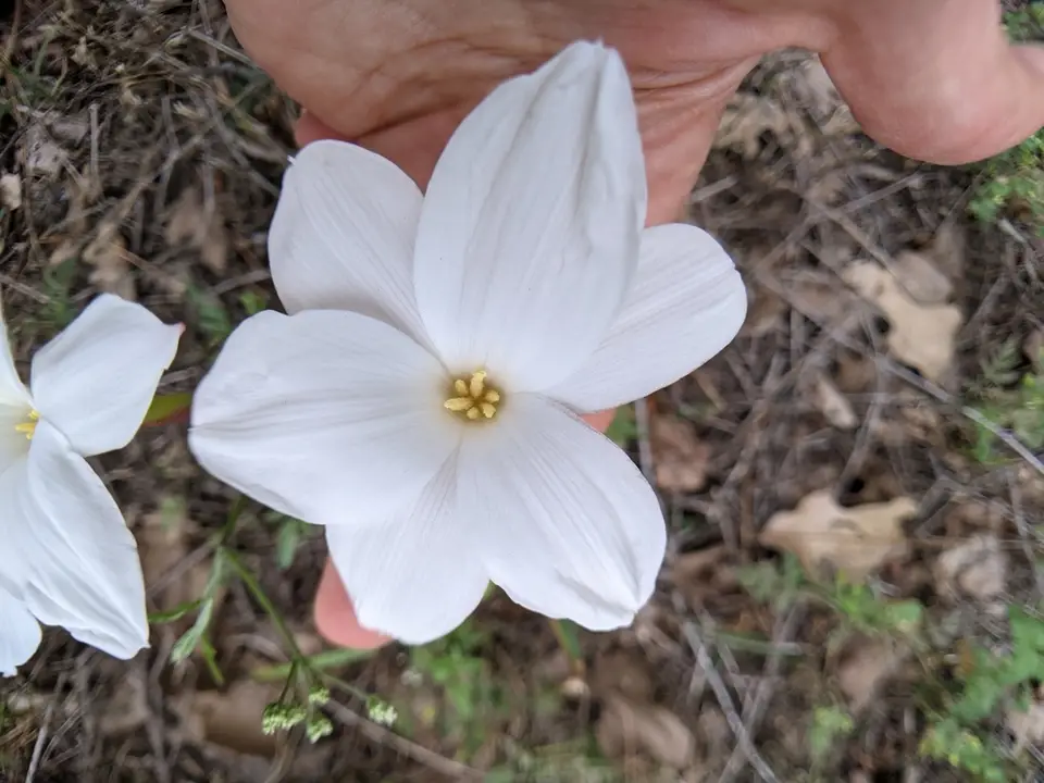 Drummond's Rain Lily (Zephyranthes drummondii)