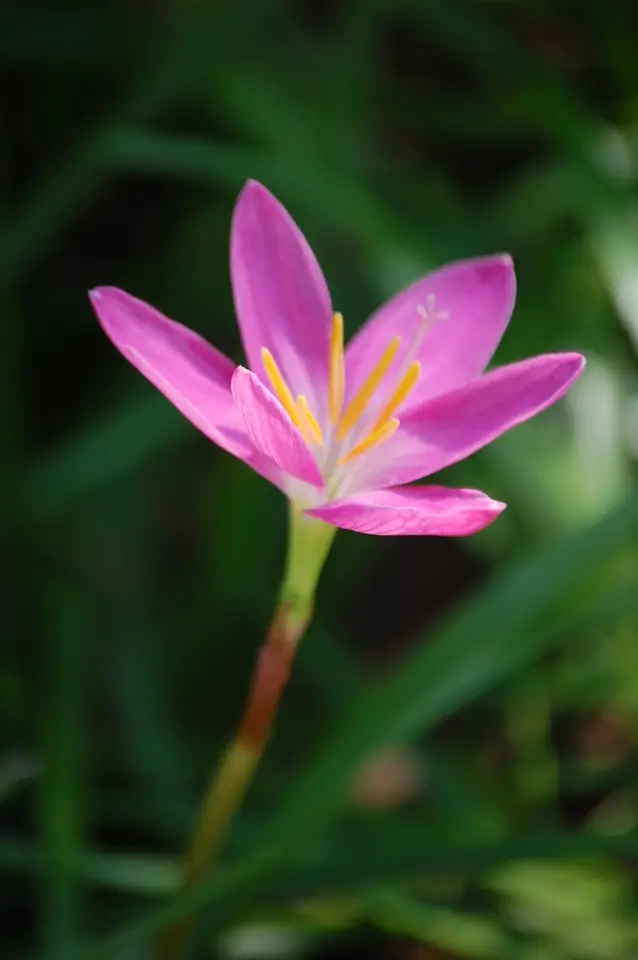 Rosepink Zephyr Lily (Zephyranthes minuta)