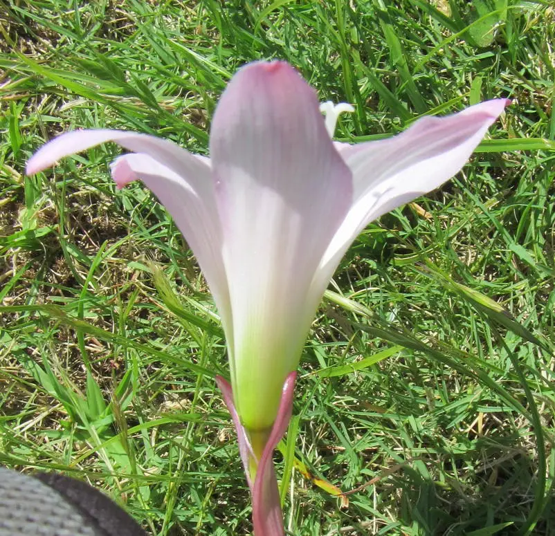 Pink Rain Lily (Zephyranthes robusta)