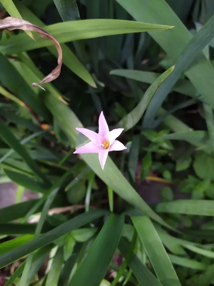 Cuban Zephyrlily (Zephyranthes rosea)