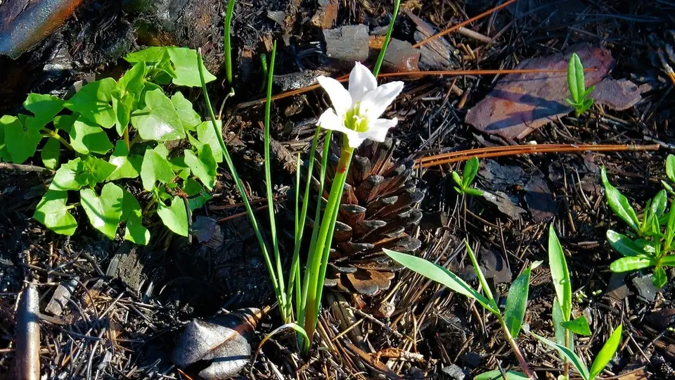 Simpson's Zephyr Lily (Zephyranthes simpsonii)