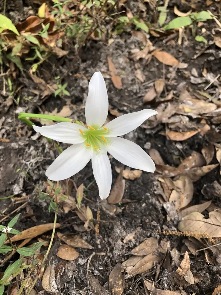 Zephyrlily (Zephyranthes treatiae)