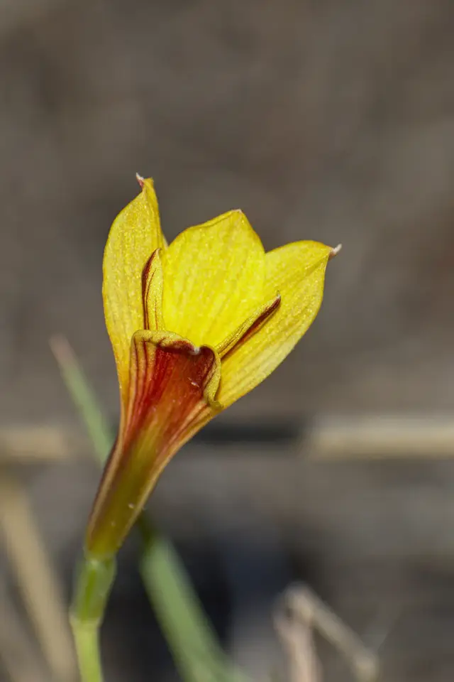 Rio Grande Copper Lily (Zephyranthes tubispatha)