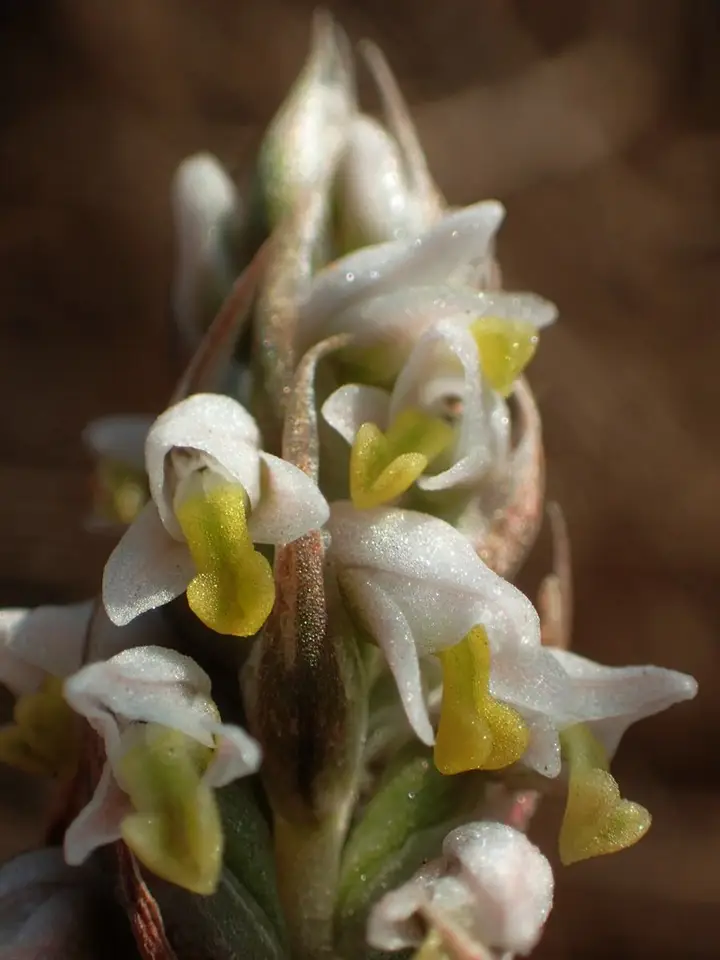 Centipede Grass Orchid (Zeuxine strateumatica)