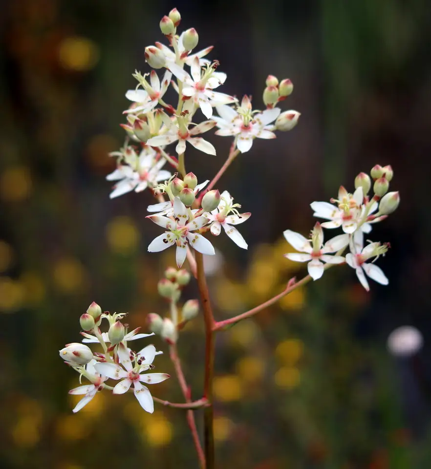 Sandbog Death Camas (Zigadenus glaberrimus)