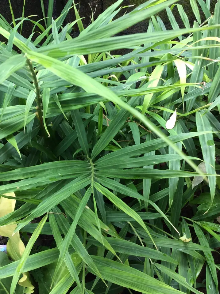 Ginger (Zingiber officinale)