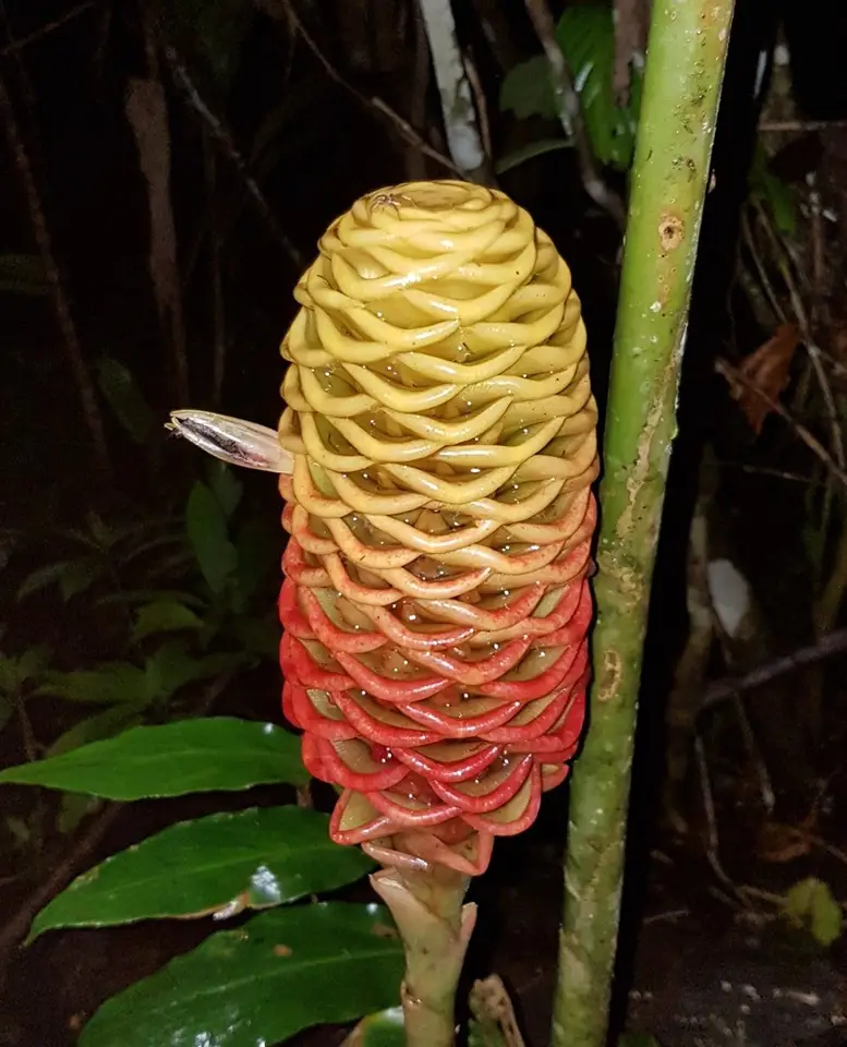 Beehive Ginger (Zingiber spectabile)