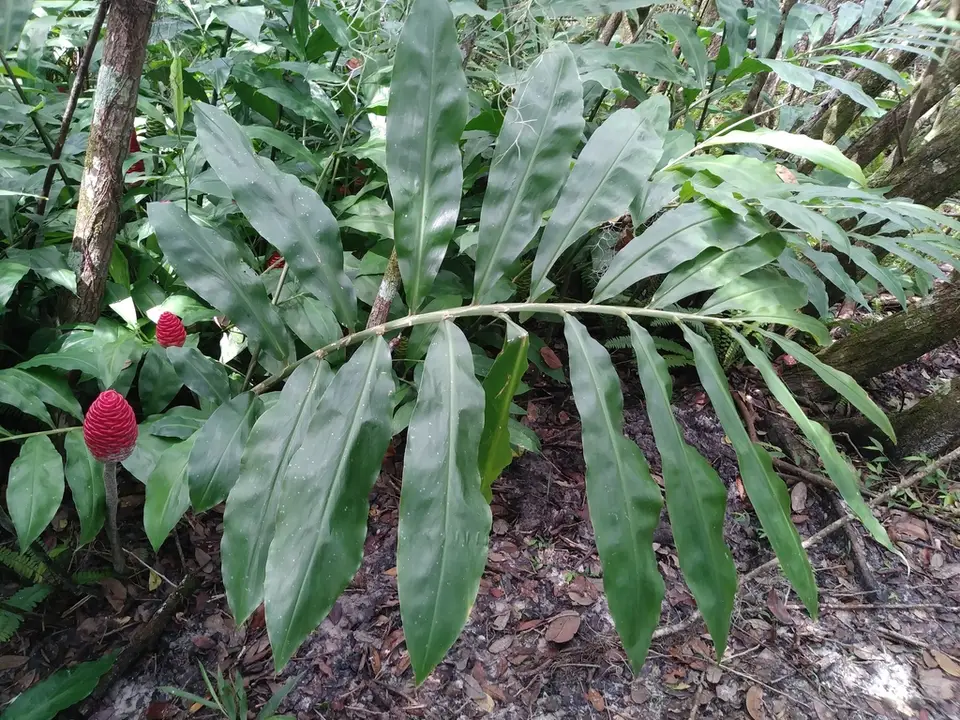 Shampoo Ginger (Zingiber zerumbet)
