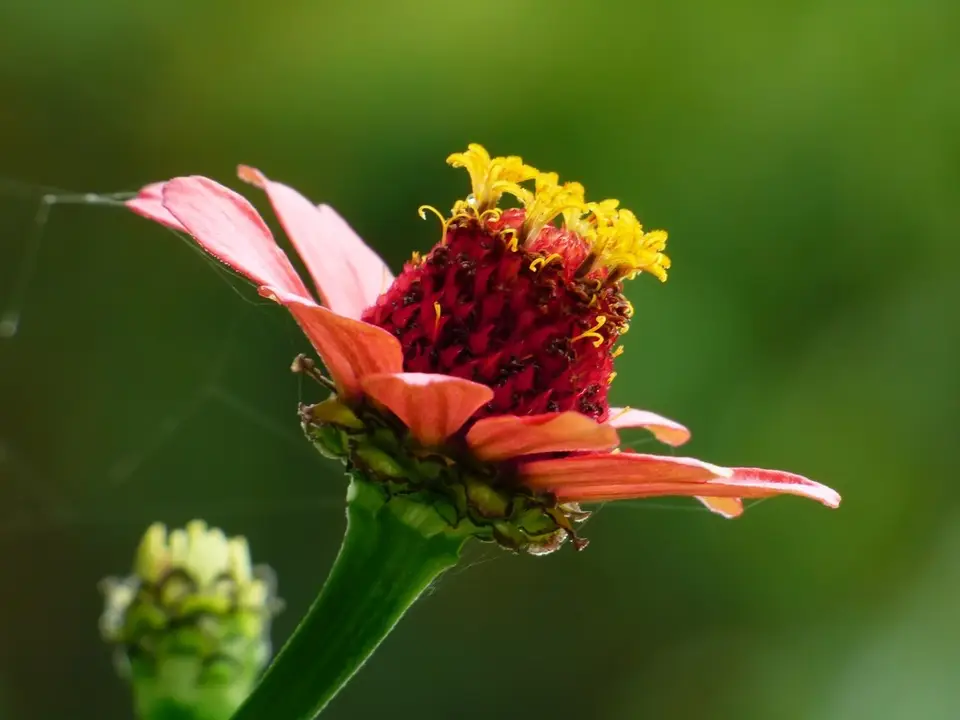 Elegant Zinnia (Zinnia elegans)