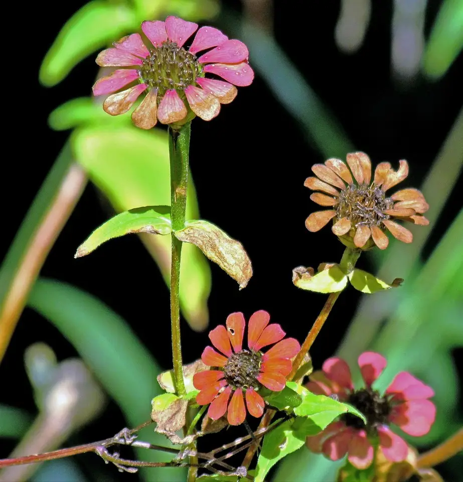 Peruvian Zinnia (Zinnia peruviana)
