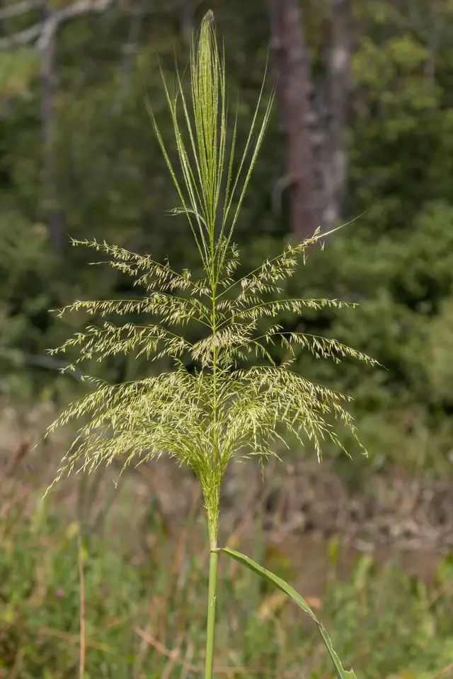Annual Wild Rice (Zizania aquatica)