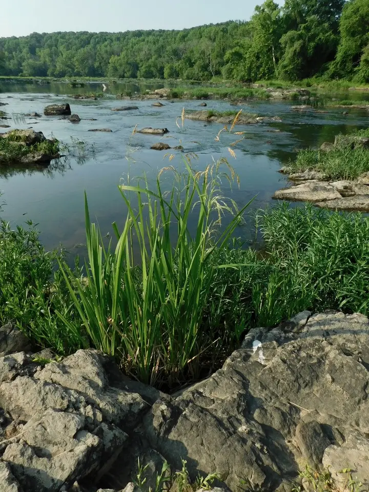 Giant Cutgrass (Zizaniopsis miliacea)