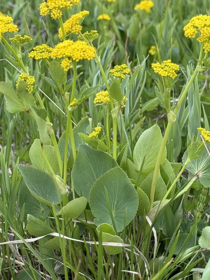 Heart-Leaf Golden Alexanders (Zizia aptera)