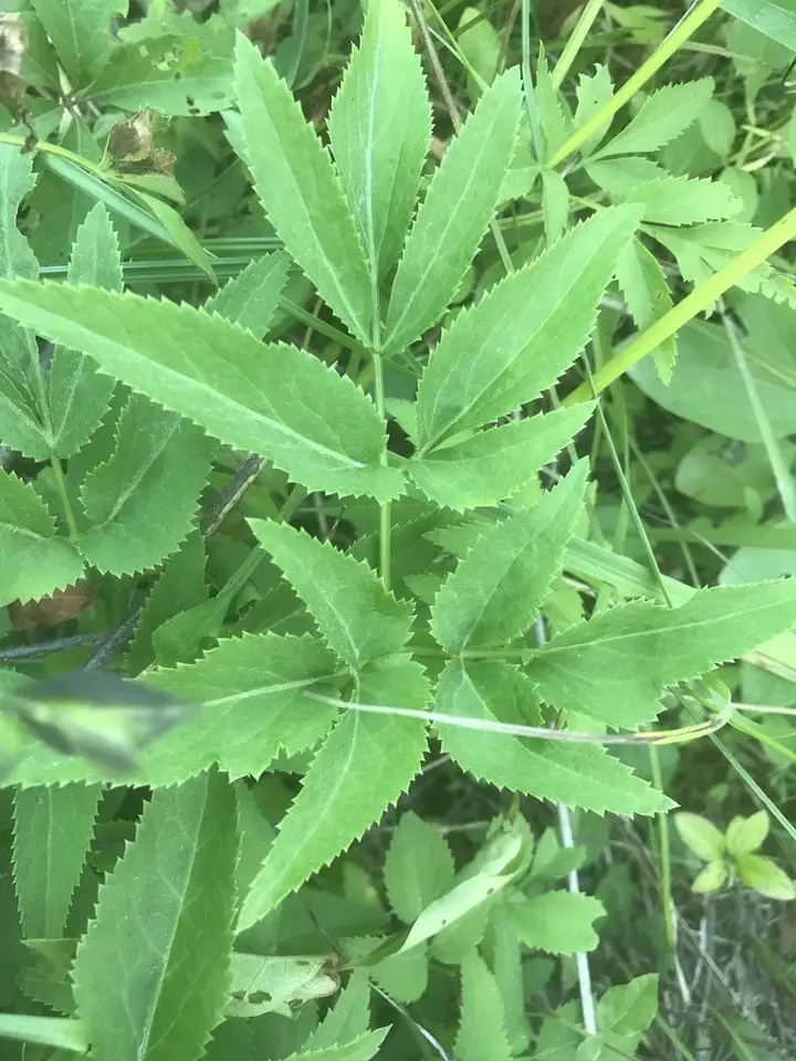 Golden Alexanders (Zizia aurea)