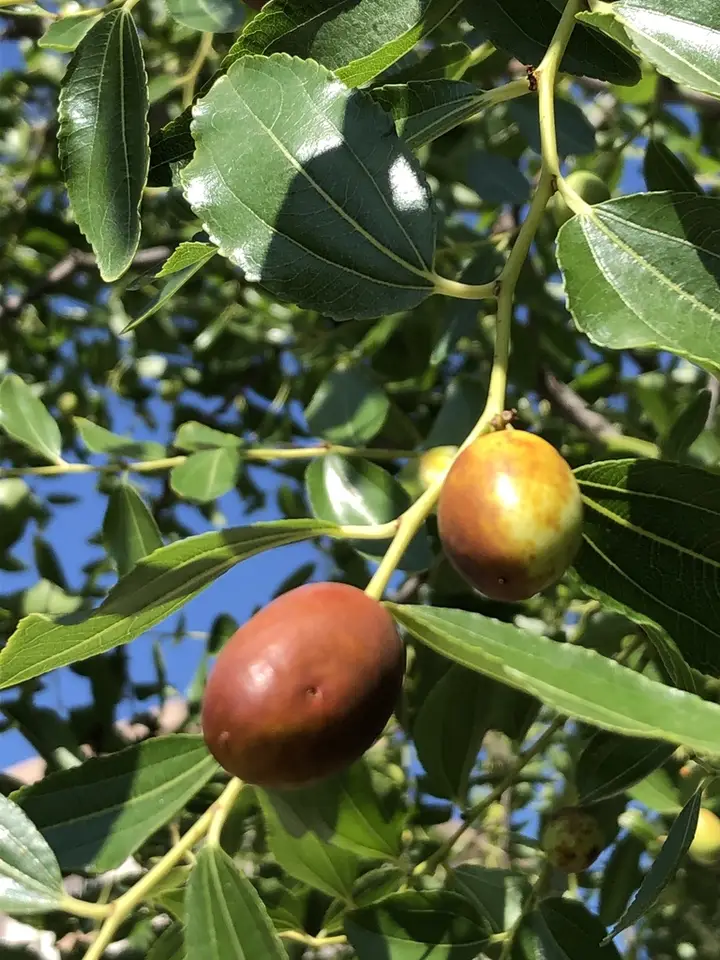 Jujube (Ziziphus jujuba)