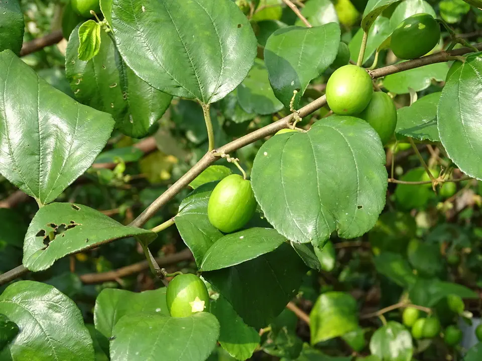 Chinese Apple (Ziziphus mauritiana)