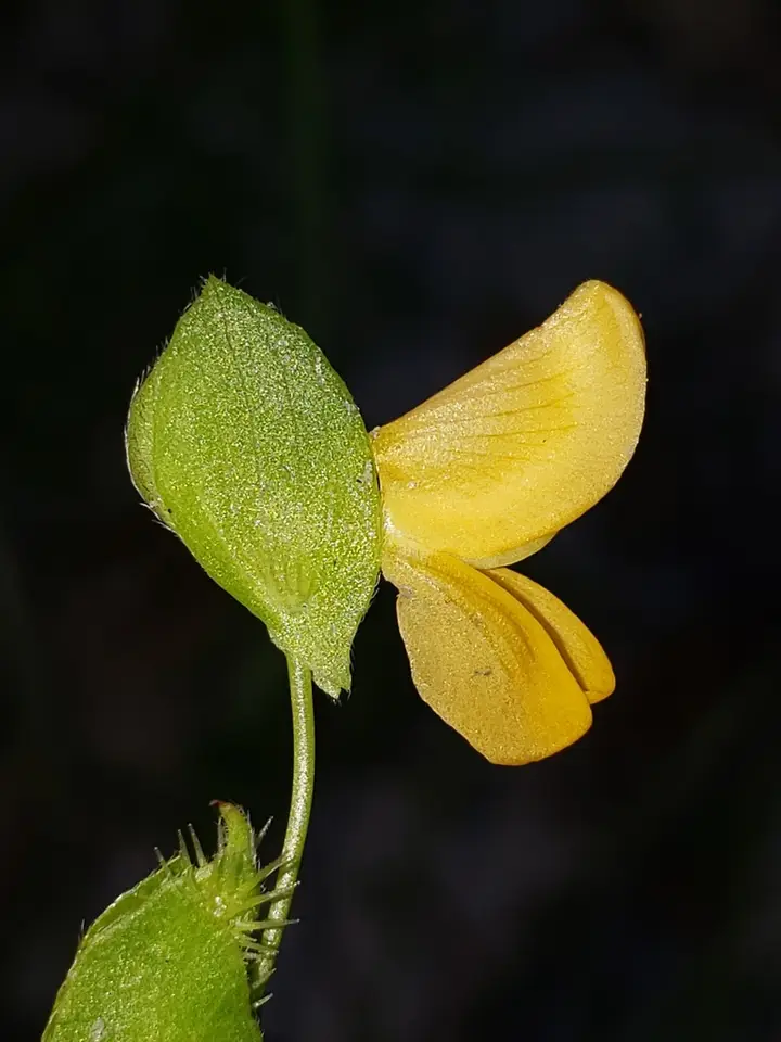 Viperina (Zornia bracteata)