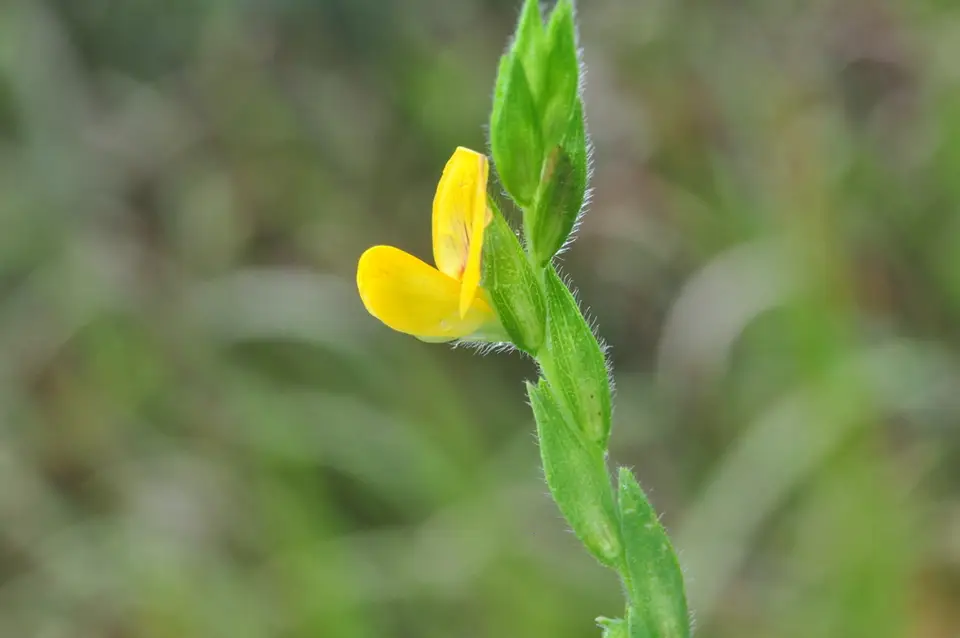 Zornia latifolia (Zornia latifolia)